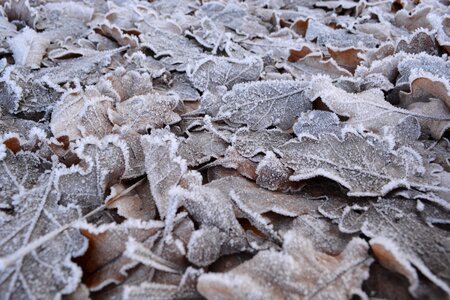 Cold ripe on frozen