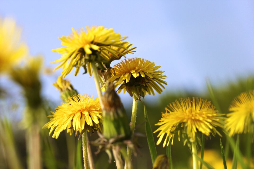 Plant flower dandelion