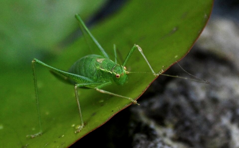 Cricket insect bug