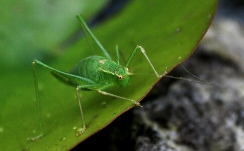 Cricket insect bug