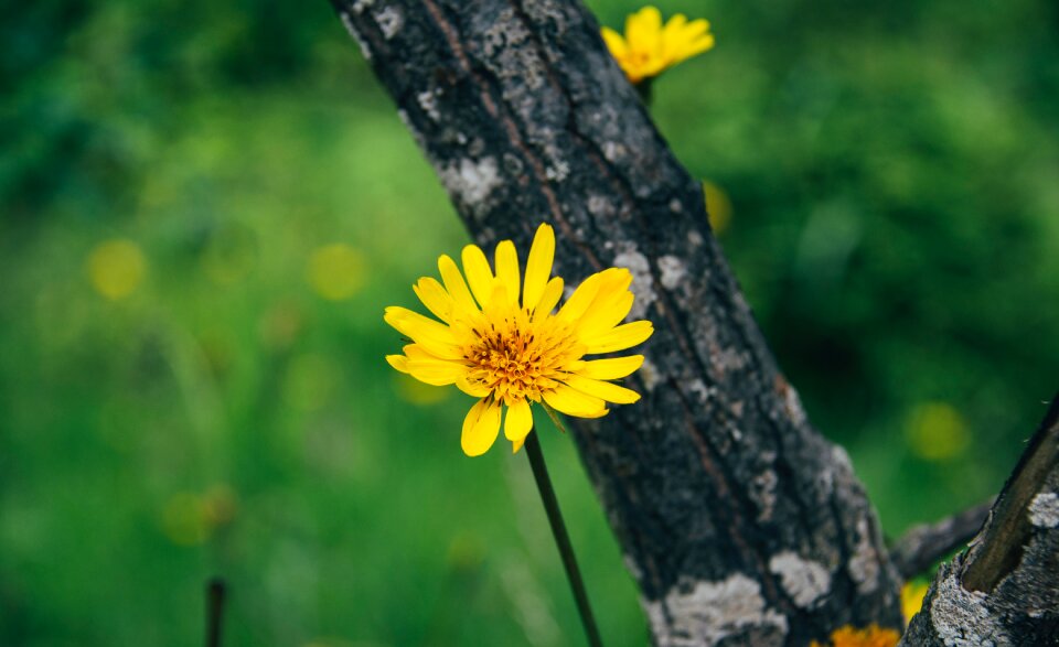Bloom autumn fall
