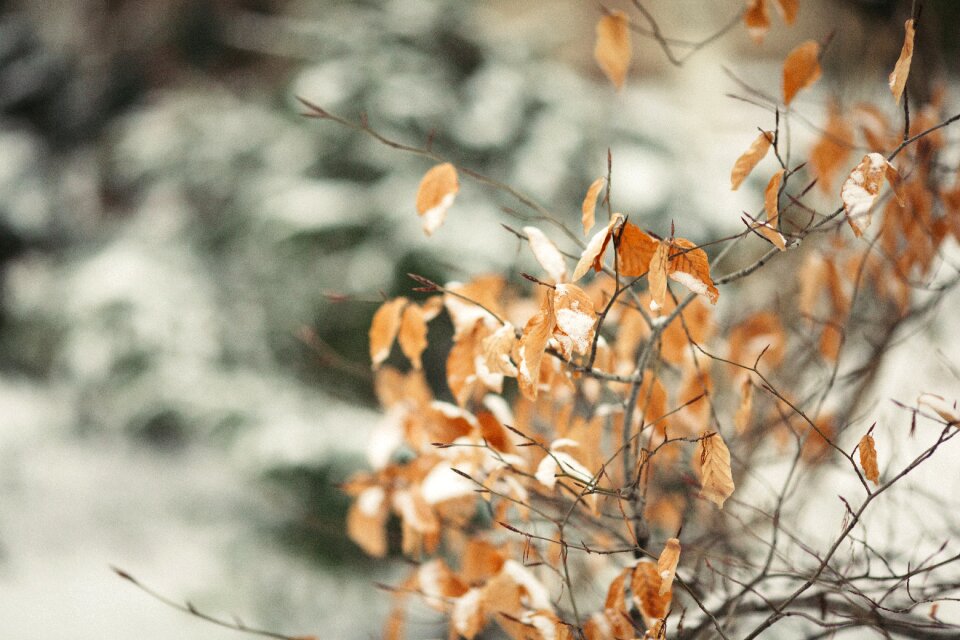 Outdoors winter flora