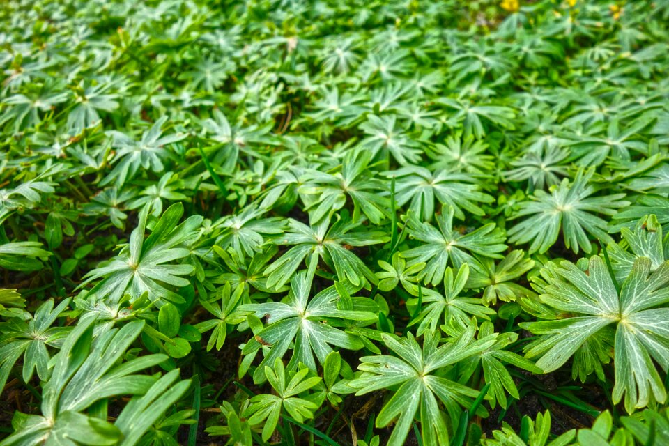 Ground covering covering green