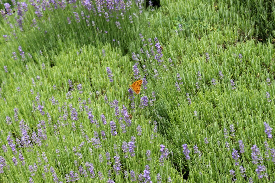 Flower plant field