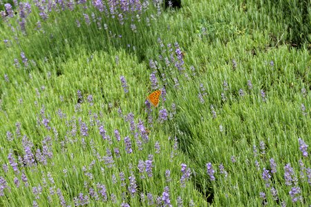 Flower plant field
