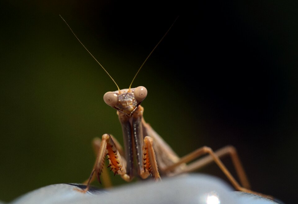 Macro close up animal photo