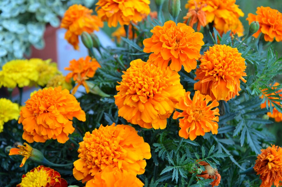 Blooming colorful flowers spring
