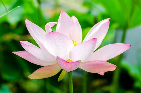 Garden plant spring