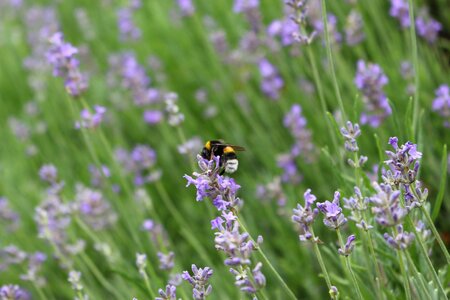Nature flowers pollination