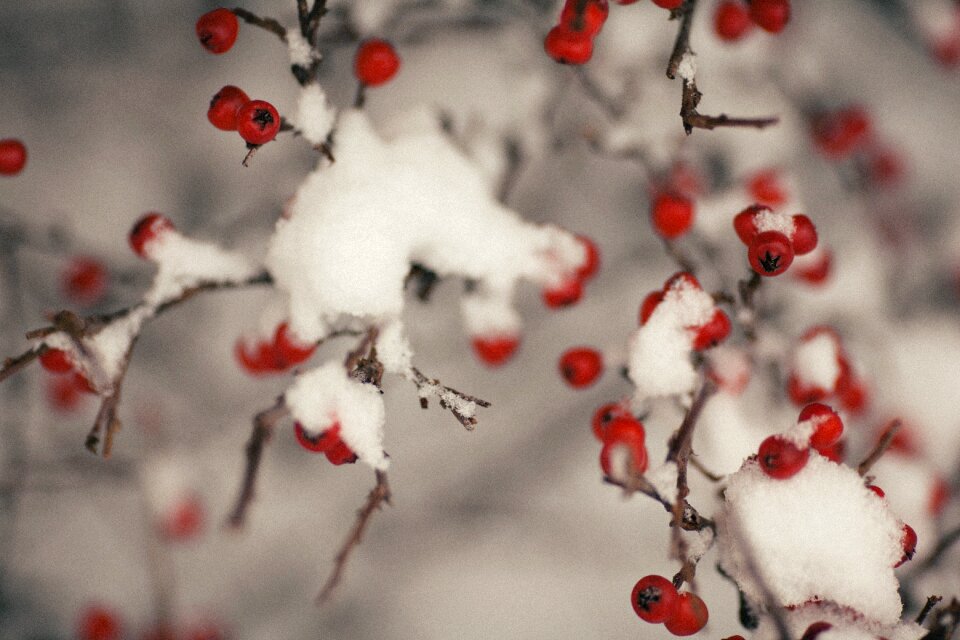 Season nature branch