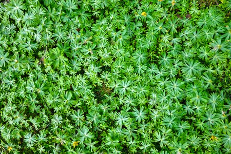 Ground covering covering green