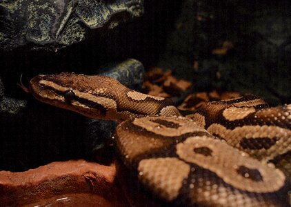 Ball python snake heads python regius photo