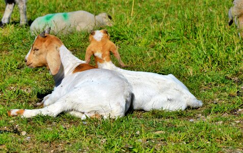 Little kids pasture meadow photo