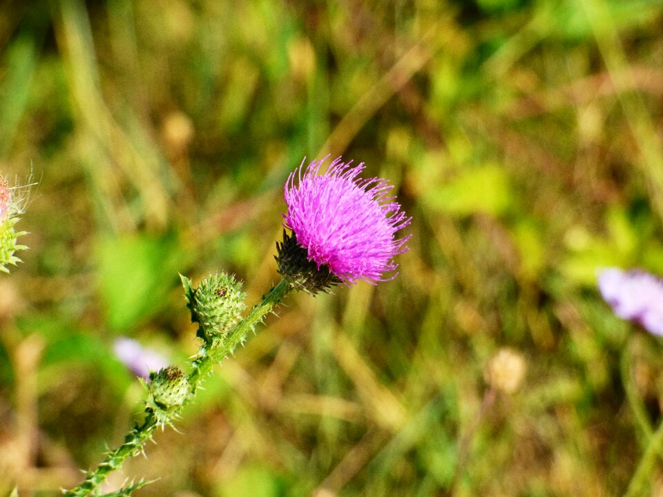Meadow flowers nature meadow