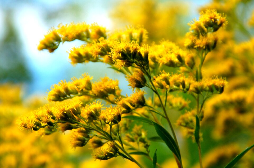 Field season yellow
