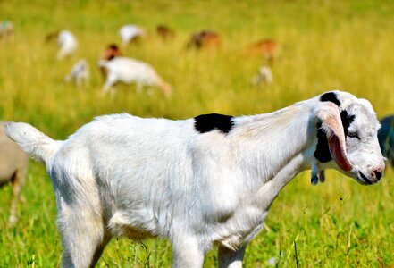 Little kids pasture meadow photo