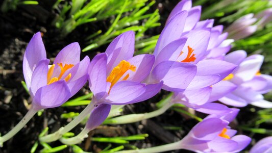Garden crocus blooming