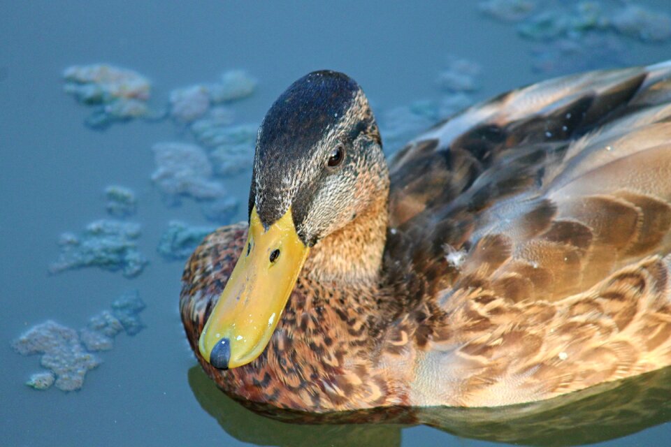 Water bird duck bird bird
