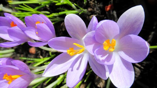 Petal crocus spring
