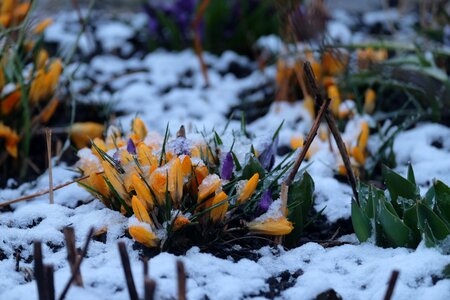 Winter snow crocus