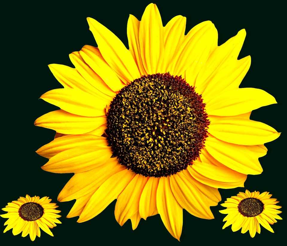Flower yellow flower petals