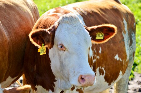 Cattle livestock paarhufer