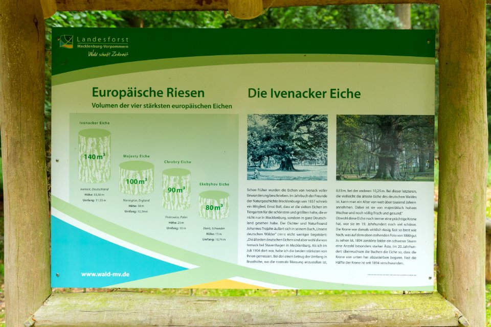 Ivenacker Tiergarten Ivenacker Eichen Uralteiche 19