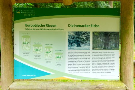Ivenacker Tiergarten Ivenacker Eichen Uralteiche 19