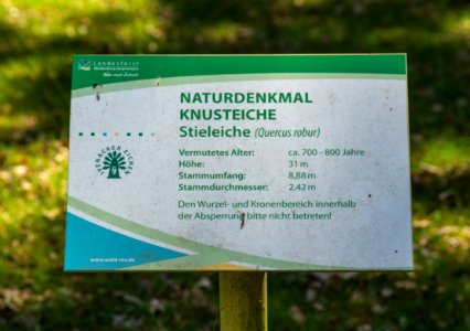 Ivenacker Tiergarten Ivenacker Eichen Knusteiche 05