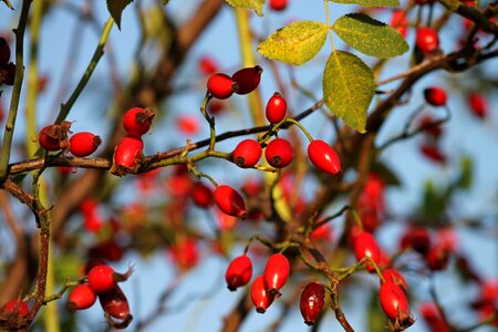 Red nature autumn