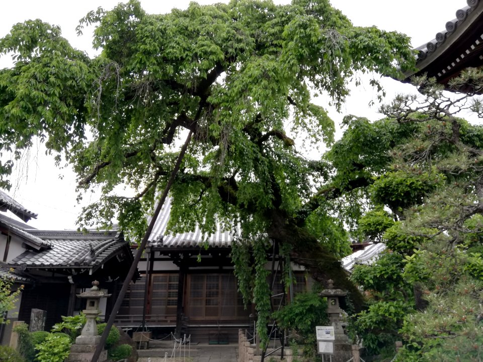 Jōkakusan Enmyō-ji Temple 20210501 03