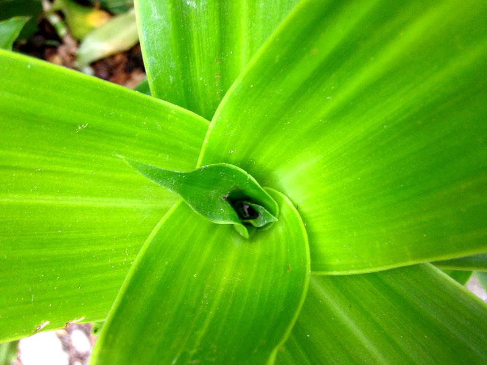 Interior of a plant