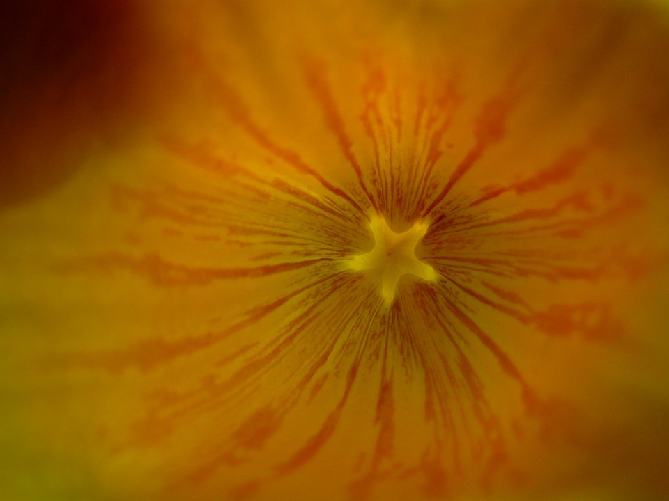 Interior de una flor