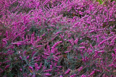 Blooming heather pink erica