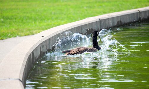 Grass outdoors goose