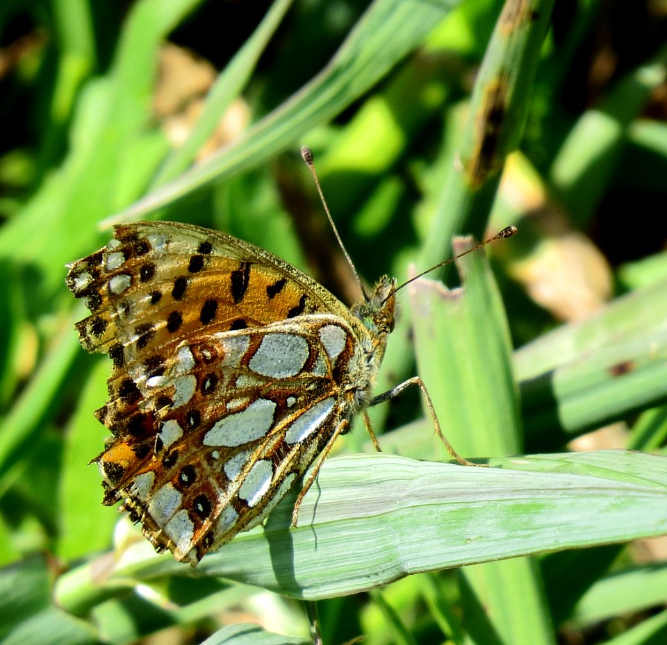 Issoria lathonia overwintered Irpin