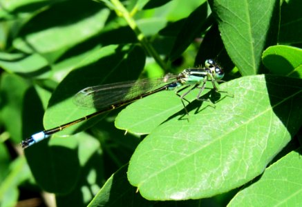 Ischnura elegans Kiev13