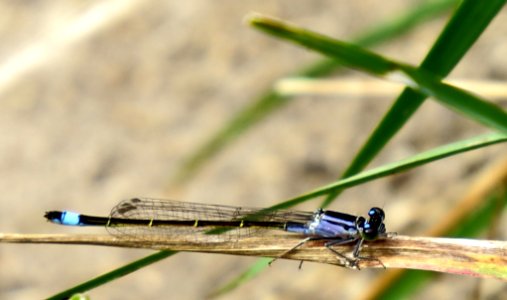 Ischnura elegans violacea photo