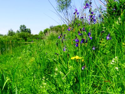 Iris sibirica Muromets2