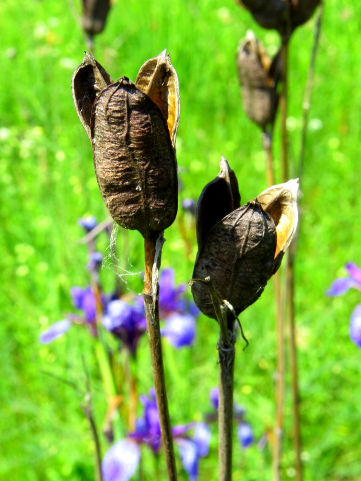 Iris sibirica Muromets 3