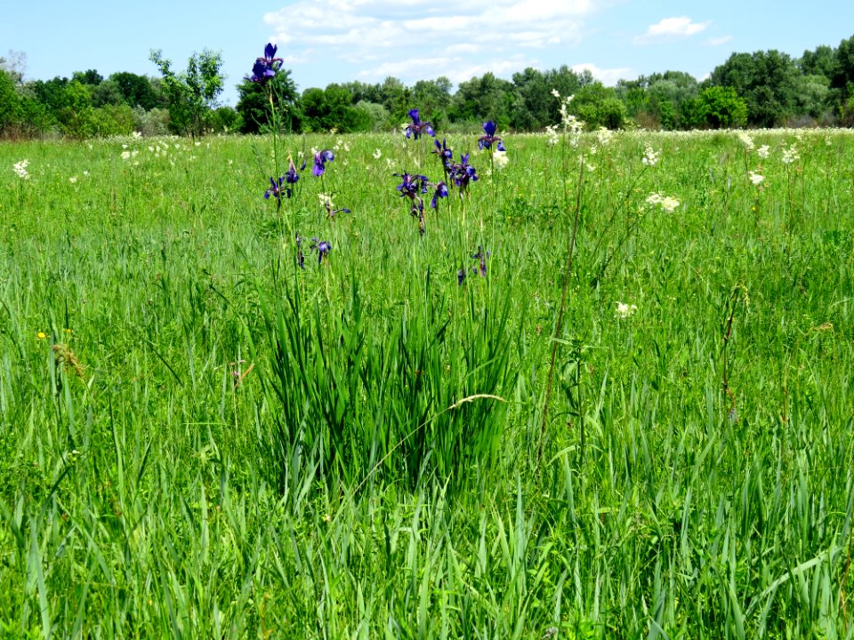 Iris sibirica Bobrovnya3