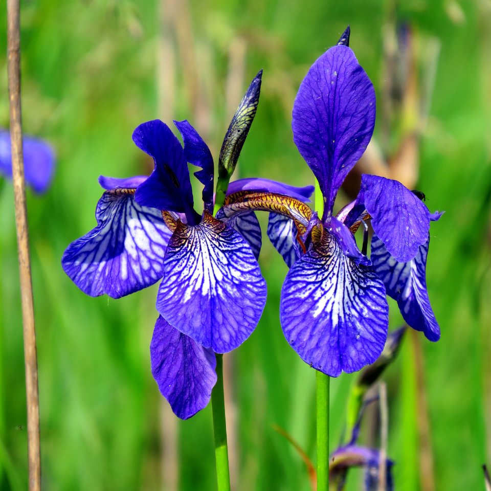 Iris sibirica Pohreby2