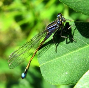 Ischnura elegans Kiev7