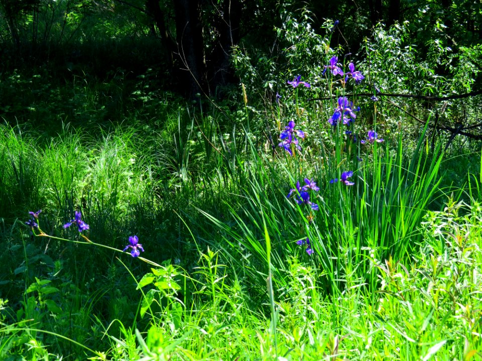 Iris sibirica Bobrovnya6