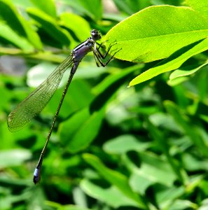 Ischnura elegans Kiev9