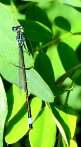 Ischnura elegans Kiev2