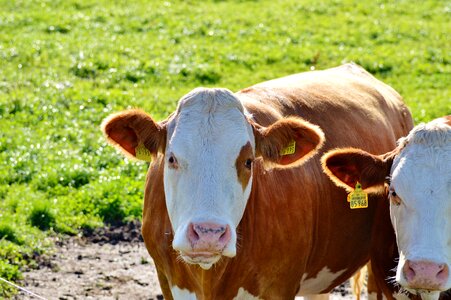 Cattle livestock paarhufer