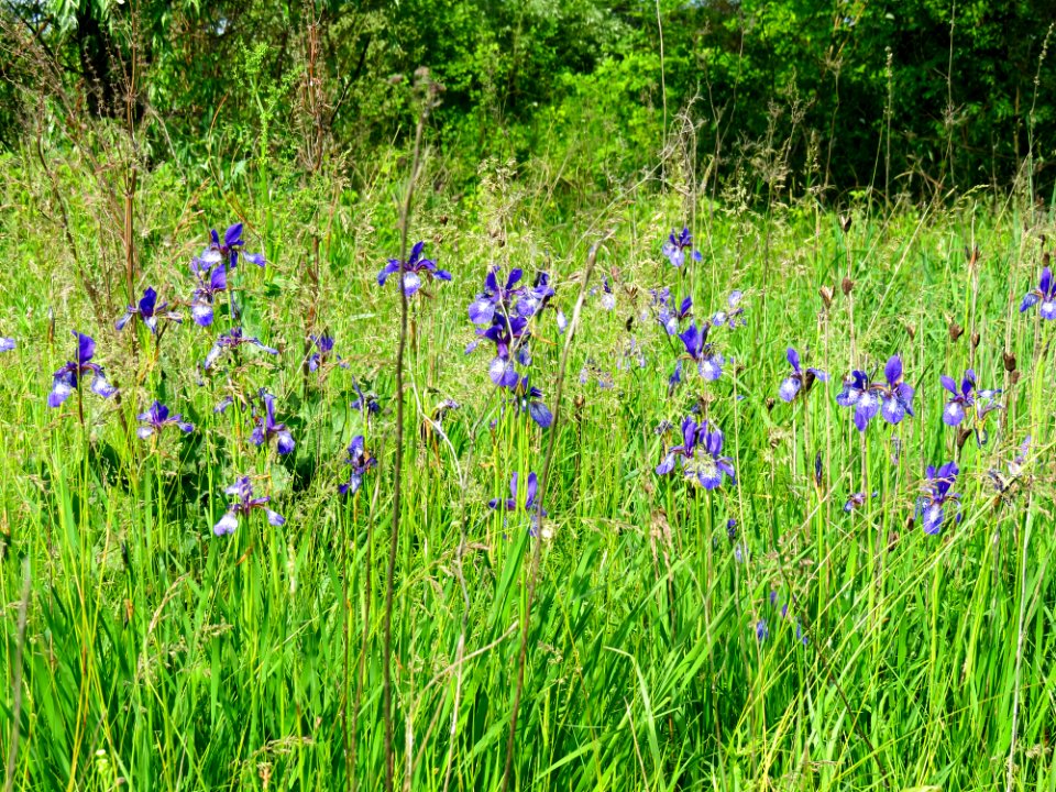 Iris sibirica Pohreby1