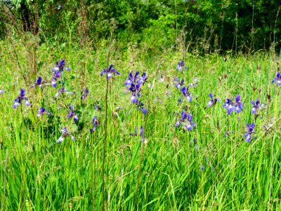 Iris sibirica Pohreby1