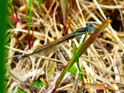 Ischnura elegans Desna1